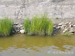 三角藺草 5