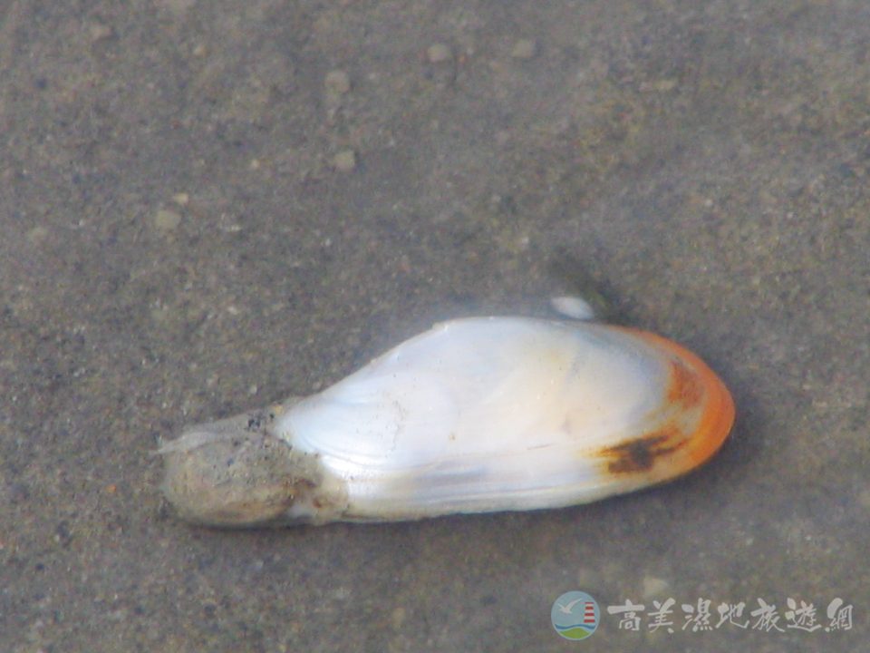 公代薄殼蛤 2