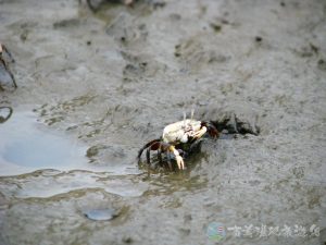 北方呼喚招潮蟹 10 1