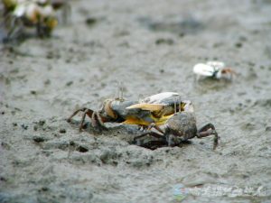 北方呼喚招潮蟹 2 1