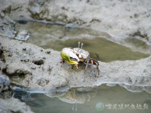 北方呼喚招潮蟹 5 1