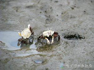 北方呼喚招潮蟹 9 1