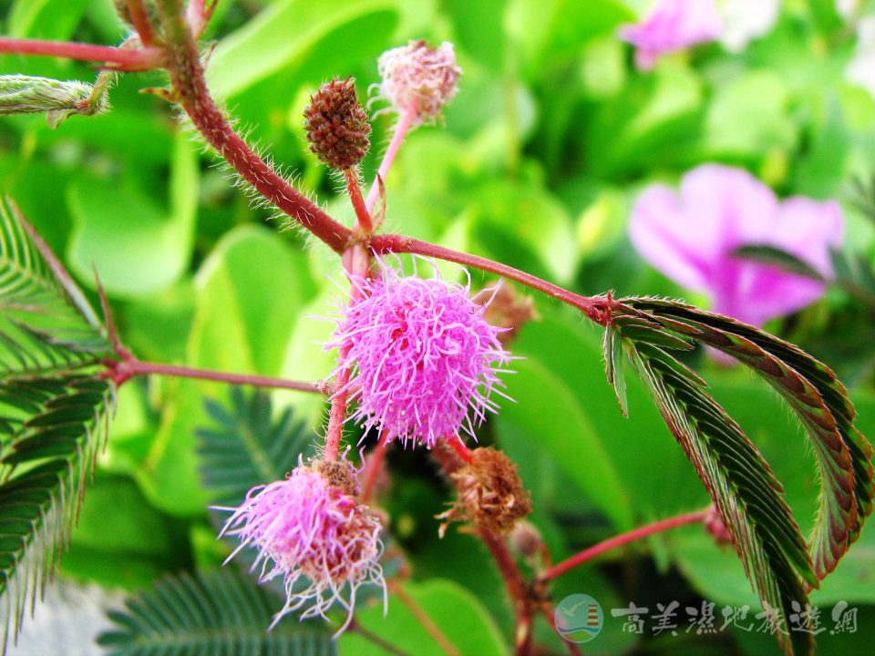 含羞草 3 1