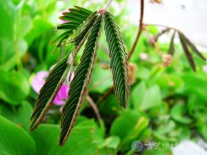 含羞草 4 1