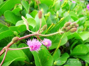 含羞草 5 1