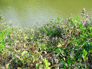 大安水蓑衣 1 1
