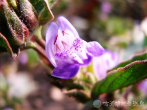 大安水蓑衣 4 1