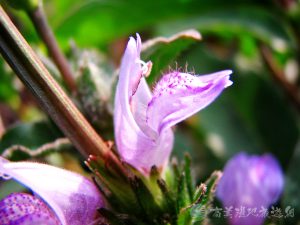 大安水蓑衣 8 1