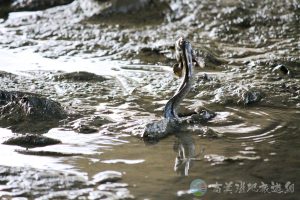大彈塗魚 13