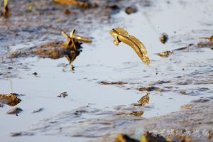 大彈塗魚 17