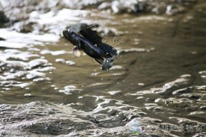 大彈塗魚 18