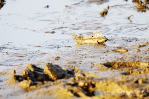 大彈塗魚 22