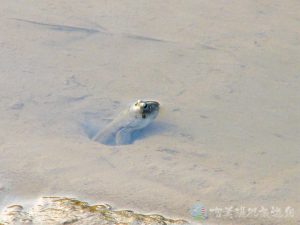 大彈塗魚 29