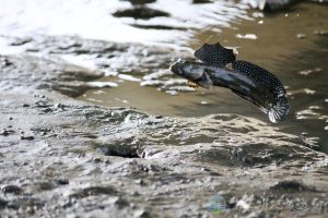 大彈塗魚 4