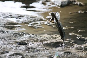 大彈塗魚 5