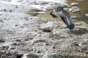 大彈塗魚 9