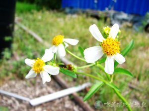 大花咸豐草 7