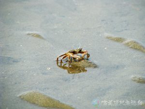 寬身大眼蟹 1