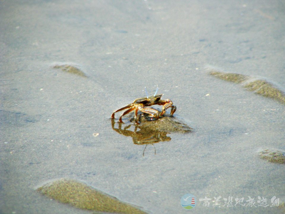 寬身大眼蟹 1