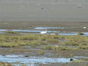 小天鵝 01