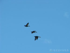 小天鵝 03