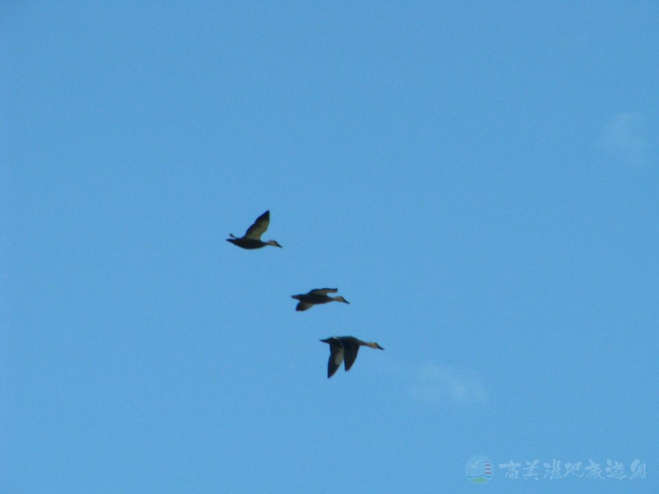 小天鵝 03