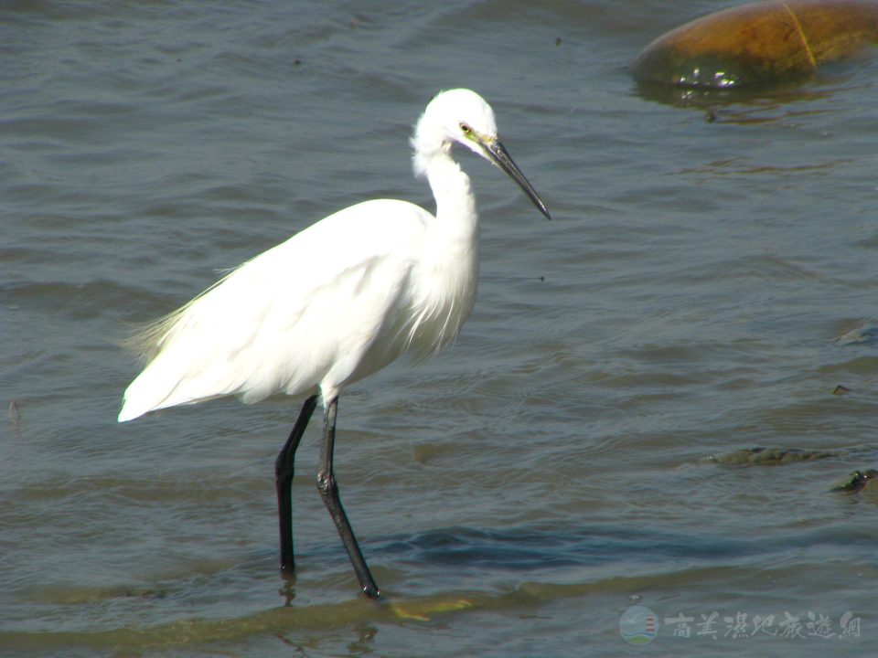 小白鷺 03