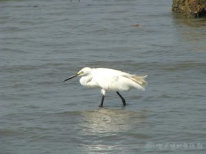 小白鷺 05