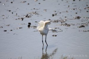 小白鷺 09