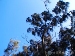 木麻黃 3