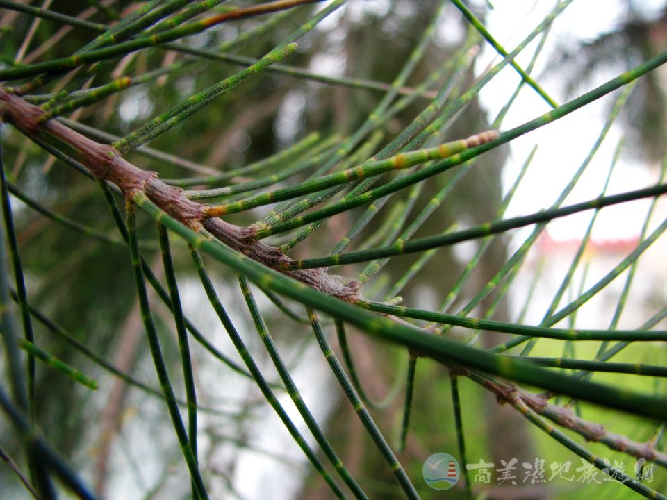 木麻黃 5