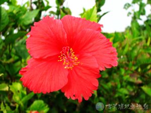 朱槿 5 1