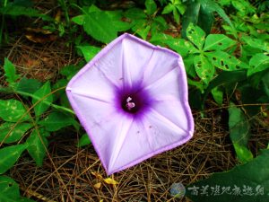 槭葉牽牛花 2