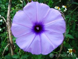 槭葉牽牛花 4