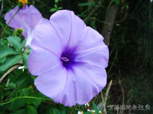槭葉牽牛花 5