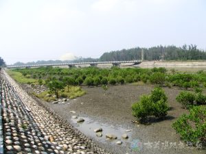 水筆仔 8 1