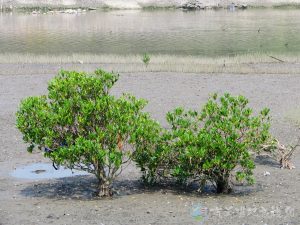水筆仔 9 1