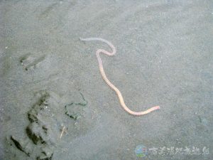 沙蠶 2