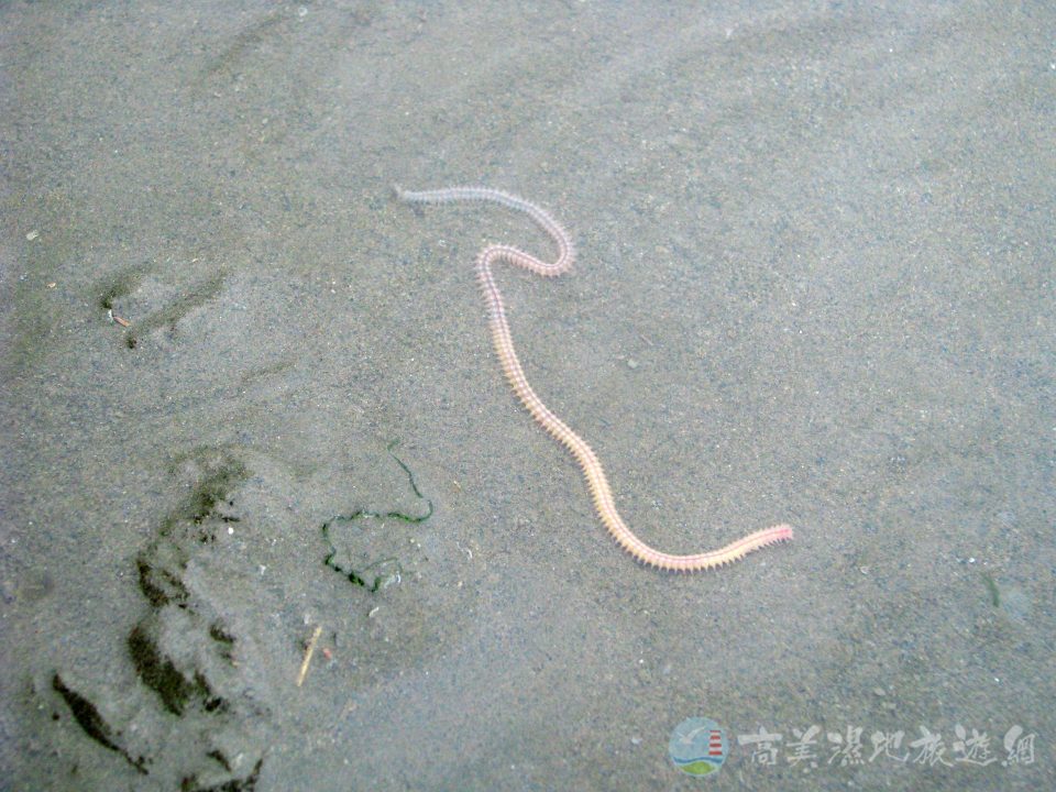沙蠶 2