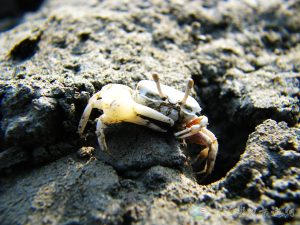 清白招潮蟹 3 1