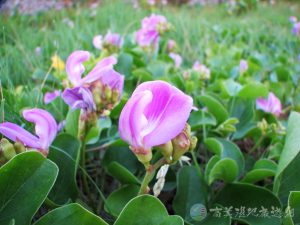 濱刀豆 2