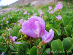 濱刀豆 3
