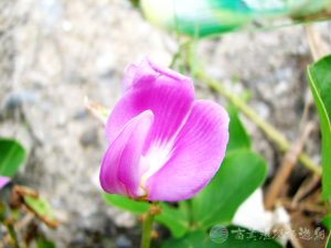 濱刀豆 4