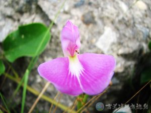 濱刀豆 5