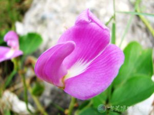 濱刀豆 6