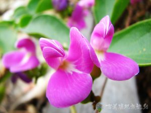 濱刀豆 9