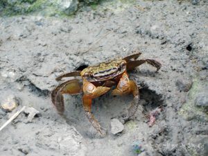 無齒螳臂蟹 3 1