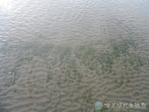 甘藻 8