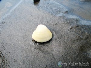 白蛤 1