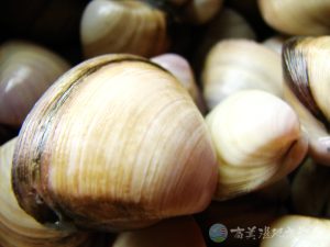 白蛤 4